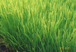水稲用　自然育苗用土・養分使用