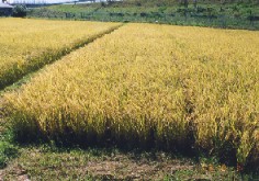 水稲用　自然育苗用土・養分
