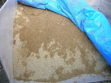 ライズ菌を使ってのもみ殻堆肥化の作業記録